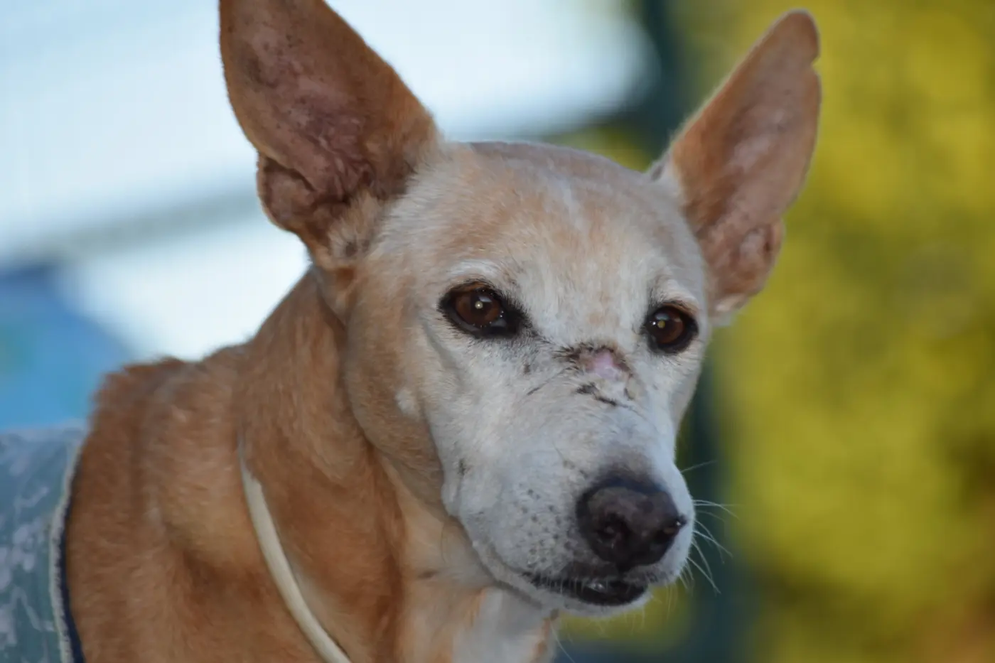 Perro mestizo mirando a cámara